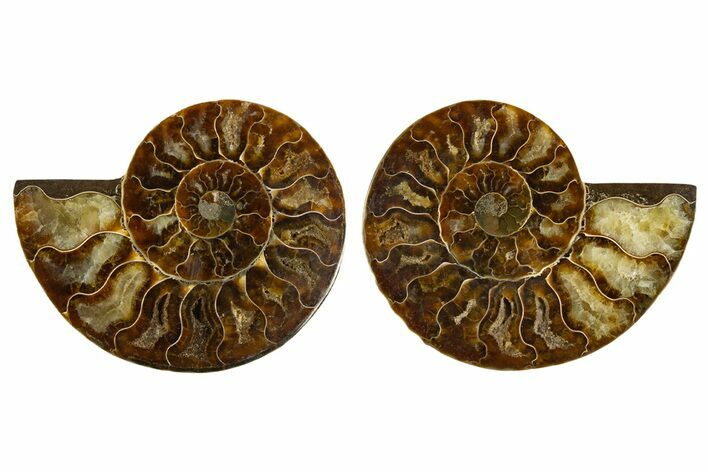 Cut & Polished, Agatized Ammonite Fossil - Madagascar #308140